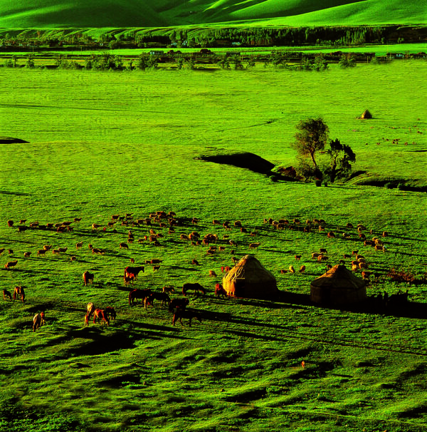 那拉提大草原图片