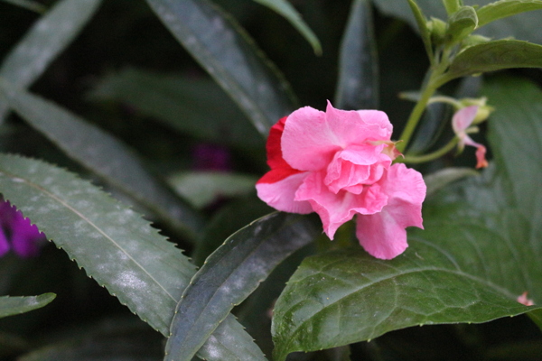 雙色花圖片