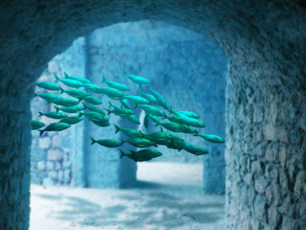 唯美海底魚群圖片