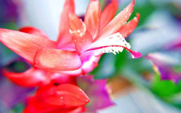 位圖植物花朵寫實(shí)花卉野花免費(fèi)素材