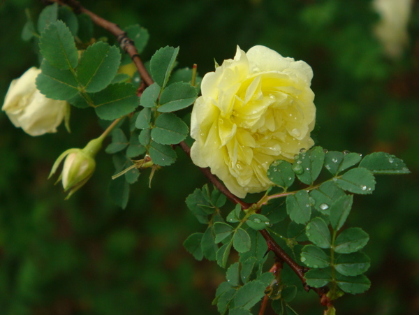 黃色薔薇圖片