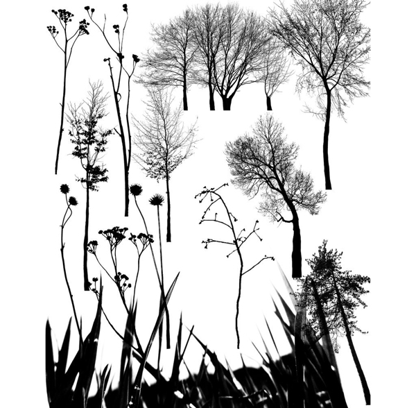 枯樹(shù)和樹(shù)枝效果PS筆刷