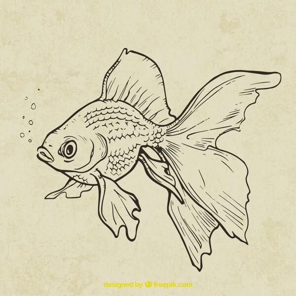 金魚圖片