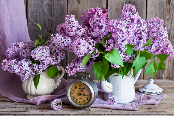 盆栽紫色鲜花摄影图片