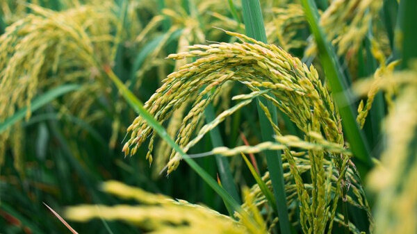 稻穗稻谷稻子丰收