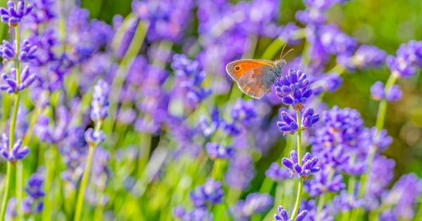 紫色花朵草地植物背景
