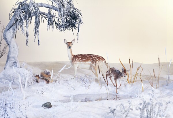 大气冬季小鹿背景
