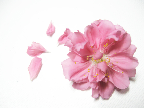 桃花圖片