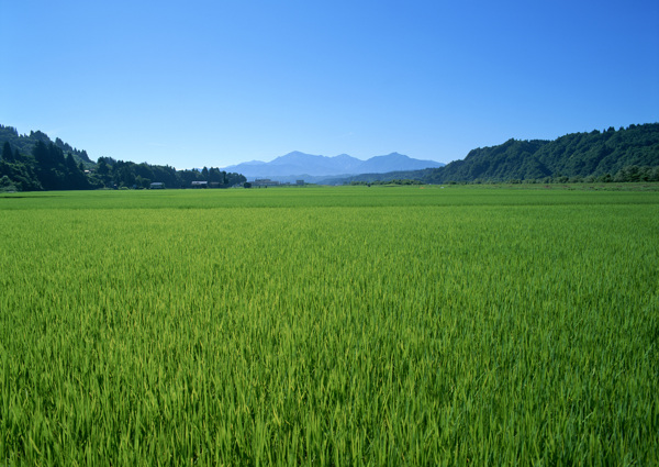 绿油油的稻田图片