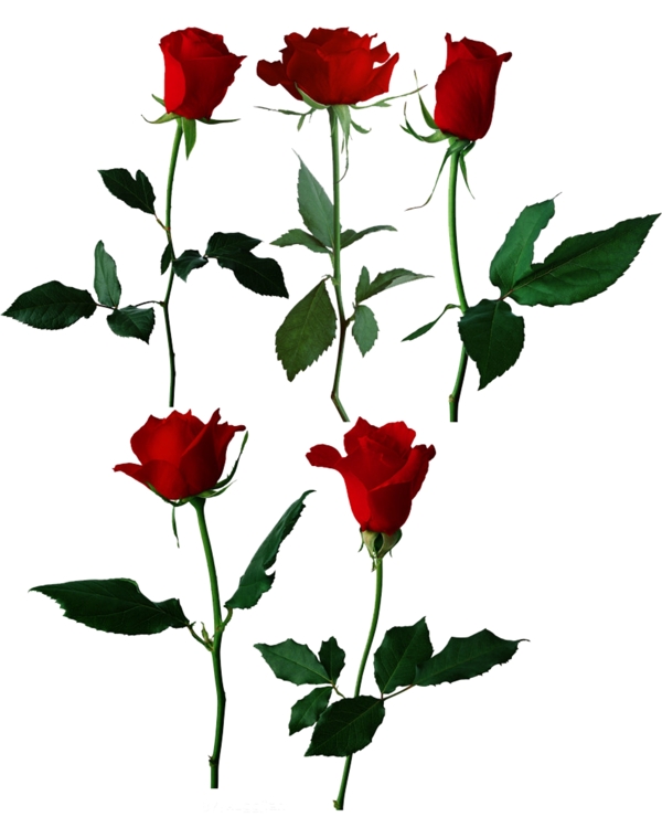 樹只玫瑰花