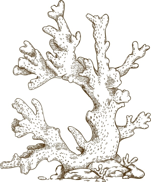 珊瑚素描