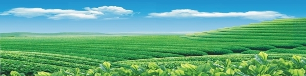 茶背景圖片