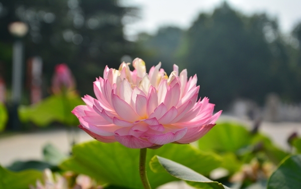 荷花
