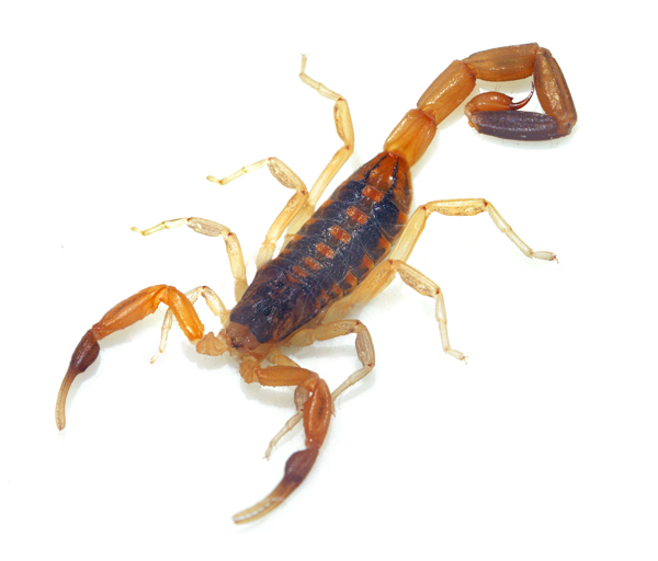 蝎子