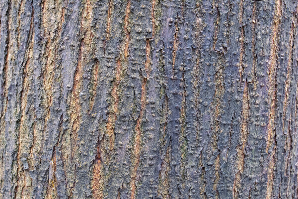 树木纹理质感商用摄影