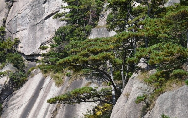 黃山圖片