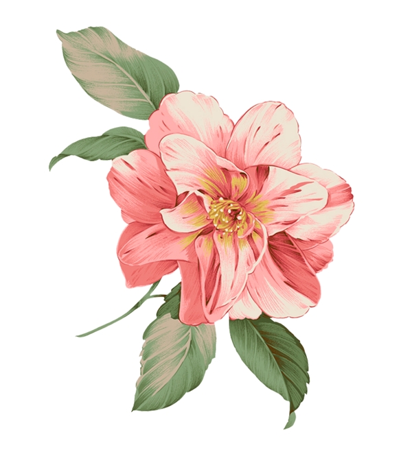 插畫花卉