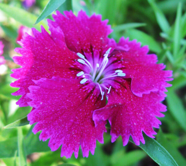 位圖植物攝影寫實(shí)花卉花朵數(shù)碼照片免費(fèi)素材