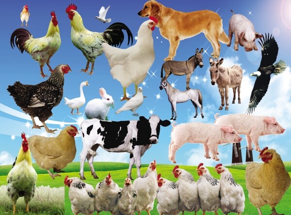 動物大全