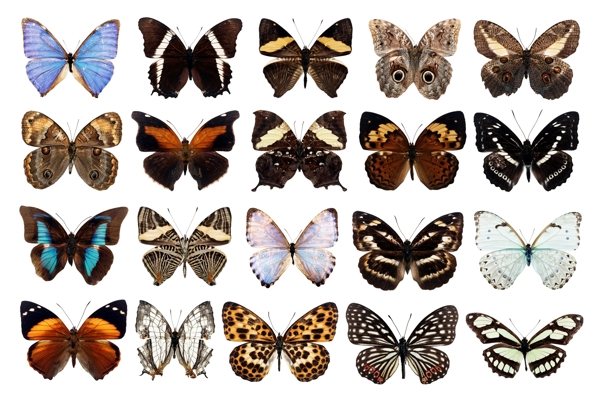 100种蝴蝶PSD分层清晰3