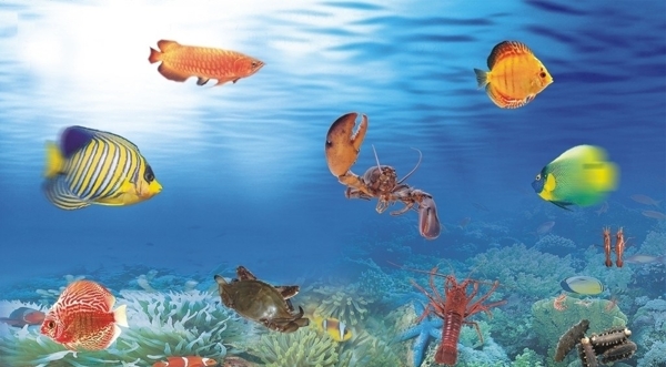 海底世界圖片