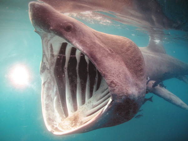 凶猛大鲨鱼图片