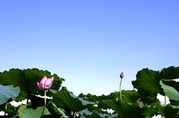 夏日西湖圖片