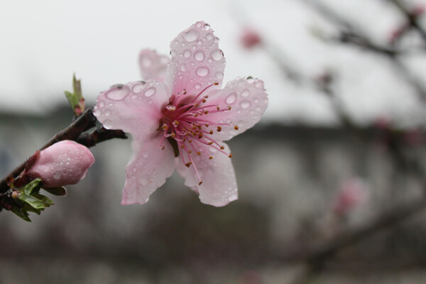 雨中桃花近景