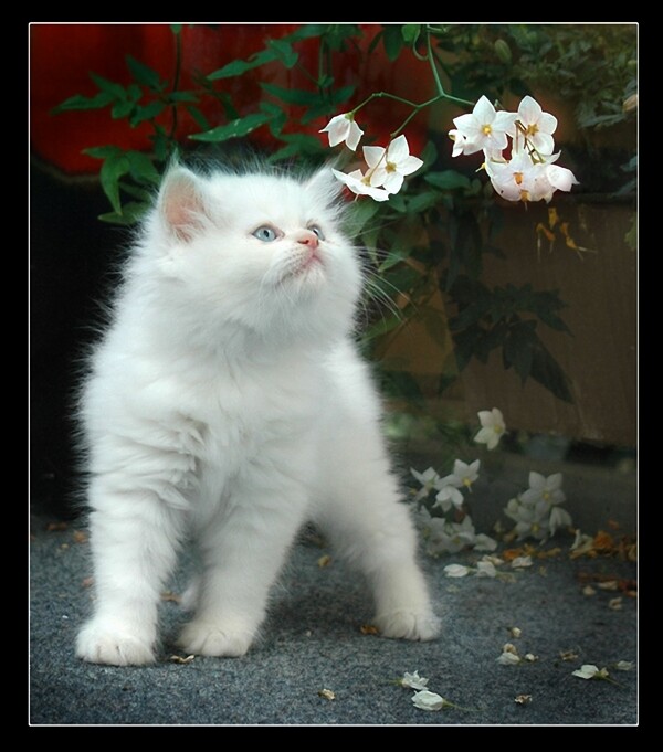 貓與花兒