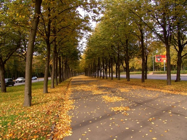 秋天树木道路风景