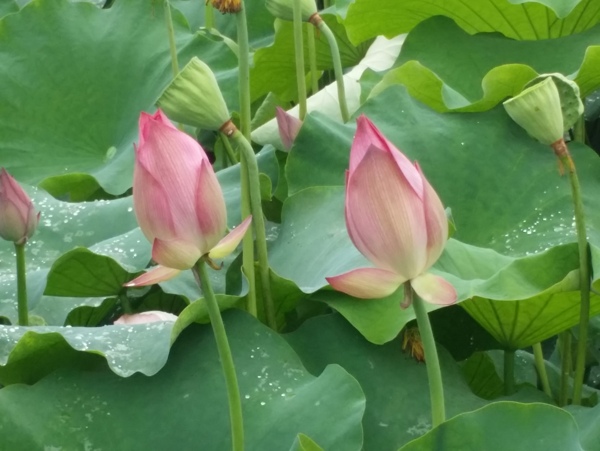 雙蓮并開