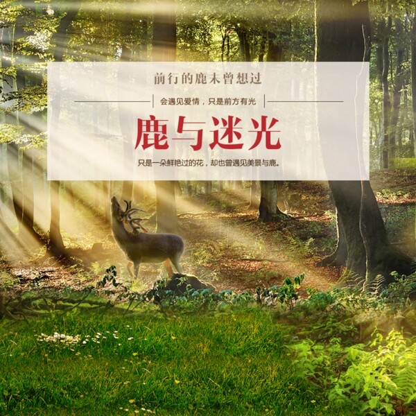 鹿與迷光