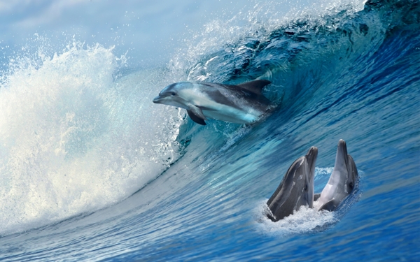 海洋蓝色海豚分层图
