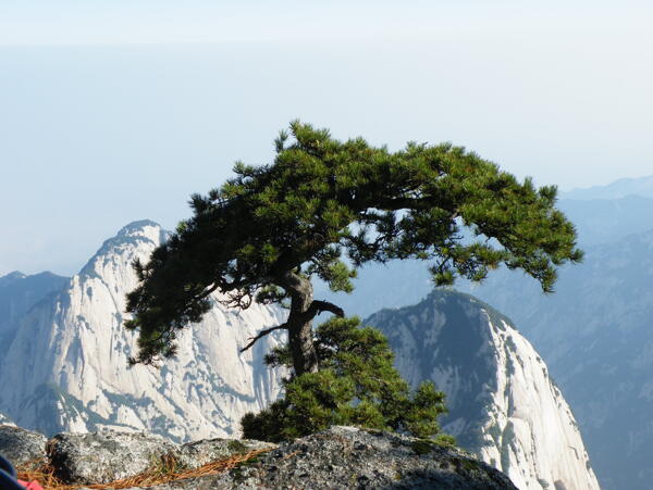 迎客松