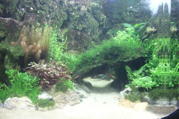 水草