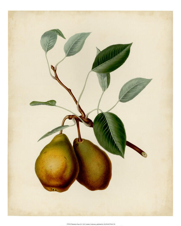 美式梨子水果复古装饰画图片
