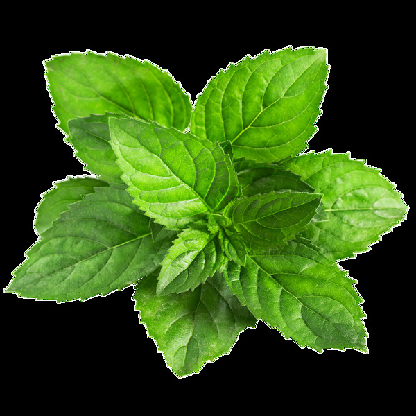 綠植合集卡通免扣素材