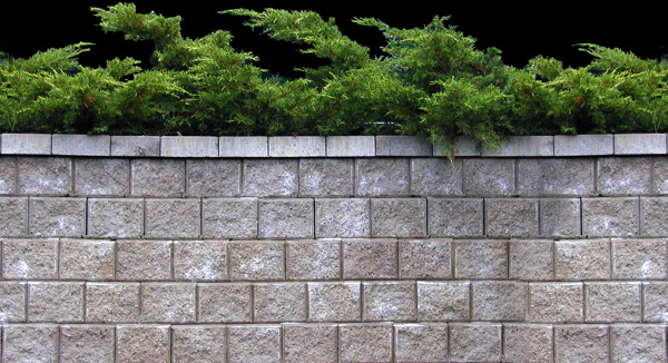 植物貼圖素材JPG0903