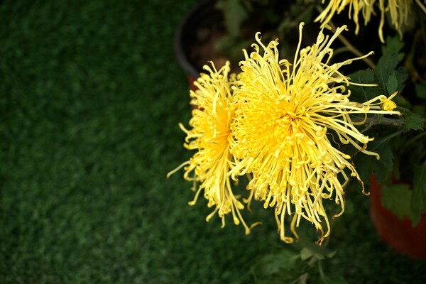 唯美黄色菊花图片