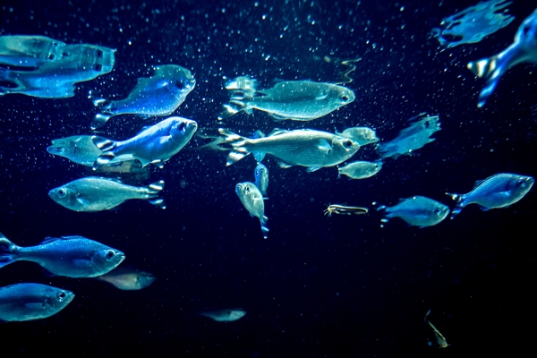 魚