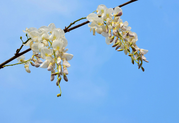 白花紫藤桌面壁紙