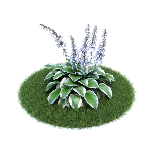 植物模型
