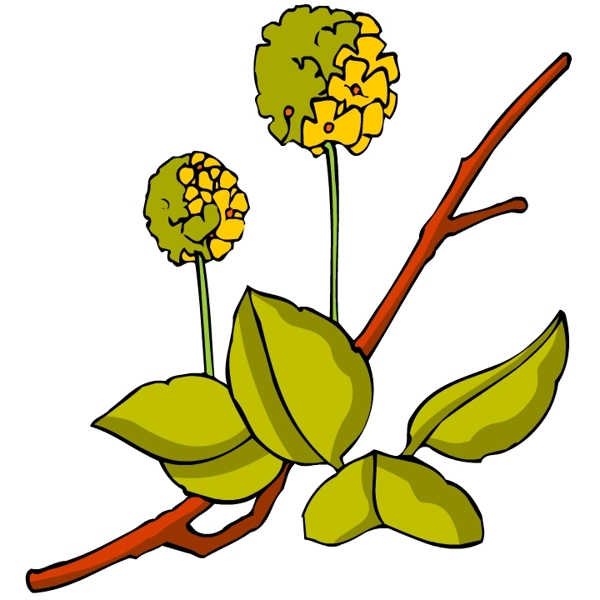 花卉古典插畫