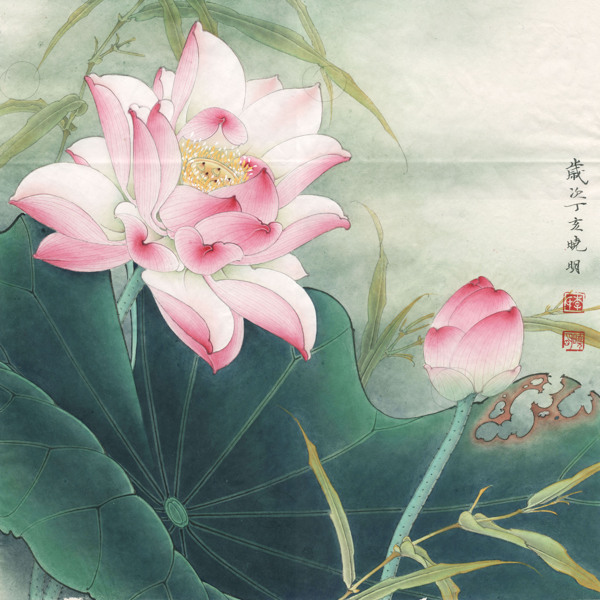 粉荷清幽
