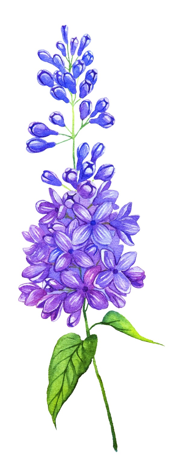 紫色花束矢量素材
