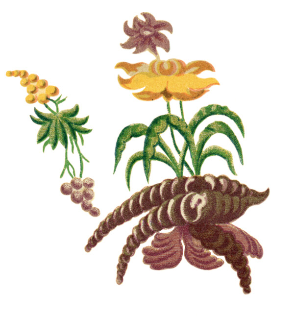 位圖優(yōu)雅植物花草黃色免費(fèi)素材