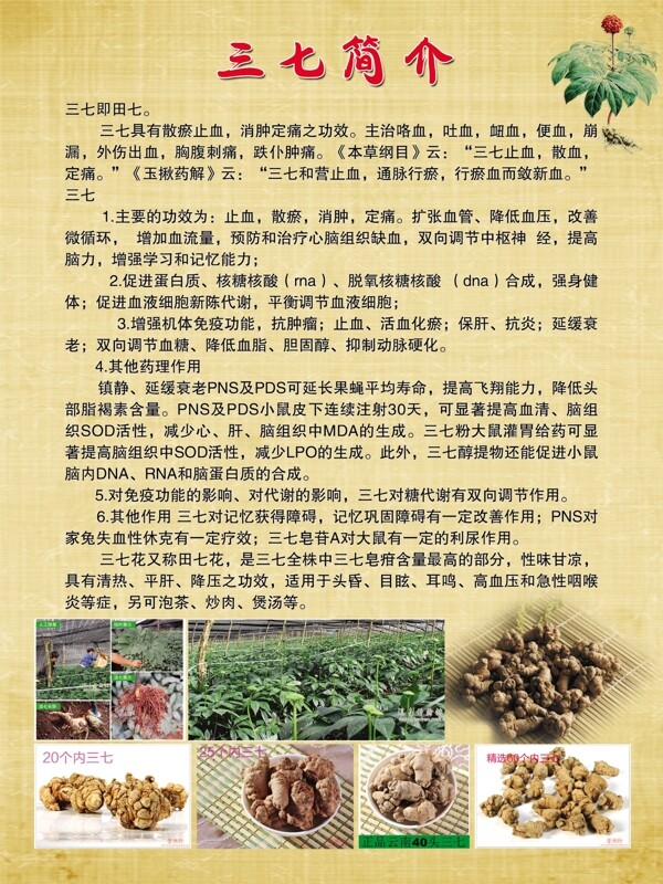 三七圖片