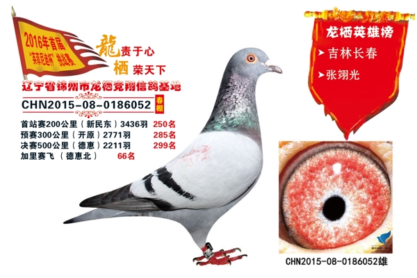 鴿子