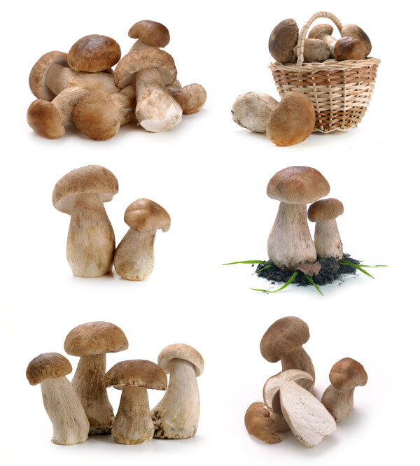 新鲜蘑菇摄影