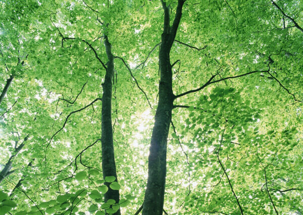 树林图片森林树木图片007